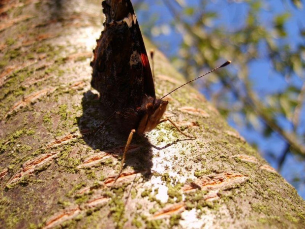 Motylek :) #owady #żyjątka #natura