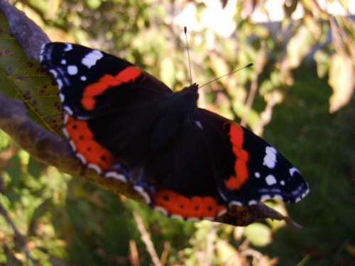 Motylek :) #owady #żyjątka #natura