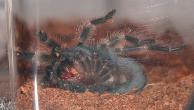 Brachypelma smithi L7 miękkie kły jadowe.