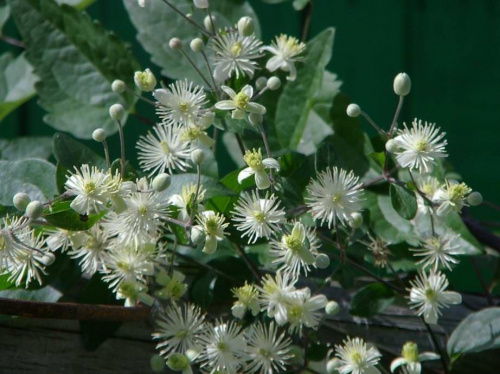 Powojnik pnący - Clematis vitalba