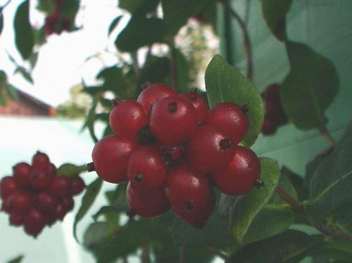 Fruits of Lonicera periclymenum