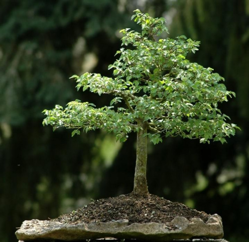 U.pumila bonsai