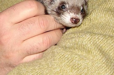 #tchórz #tchórzofretka #fretka