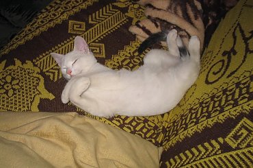 ... no i zasnęłam :) #kot #kotka