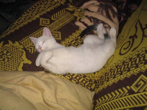 ... no i zasnęłam :) #kot #kotka