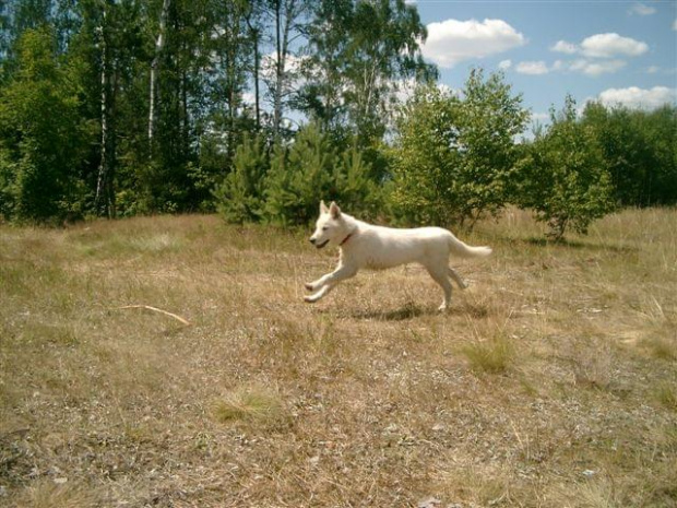 Snowe (3 miesiące)