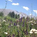 Ogrod botaniczny w Khorog, 2.150 m npm, drugi pod wzgledem wysokosci na swiecie. #Pamir #tadzykistan #gory #azja