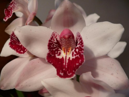 #kwiatki #orchidea