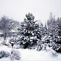 Pierwszy śnieg i pierwsze fotki mojego ogrodu