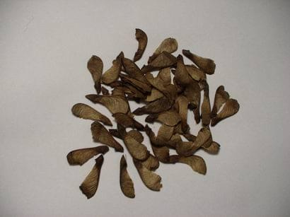 seeds of Acer ginnala