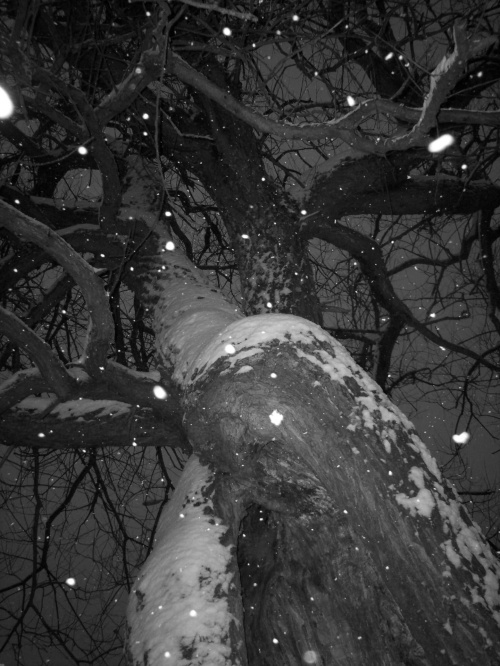 #zima #śnieg #drzewo