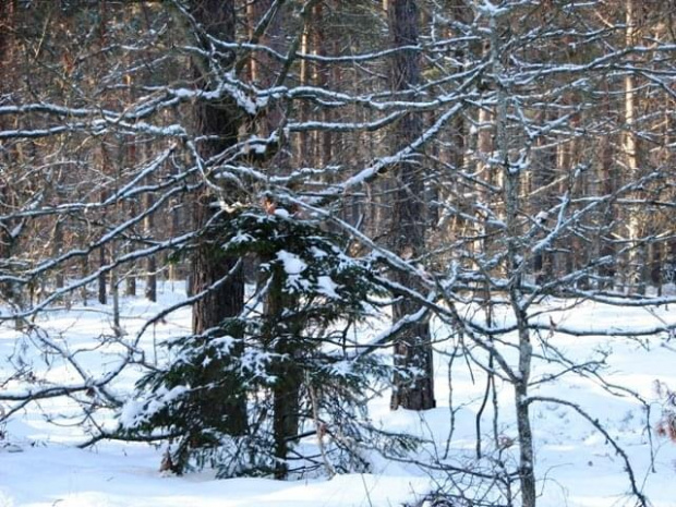 Puszcza Piska zimą #Mazury #Pisz #PuszczaPiska #zima