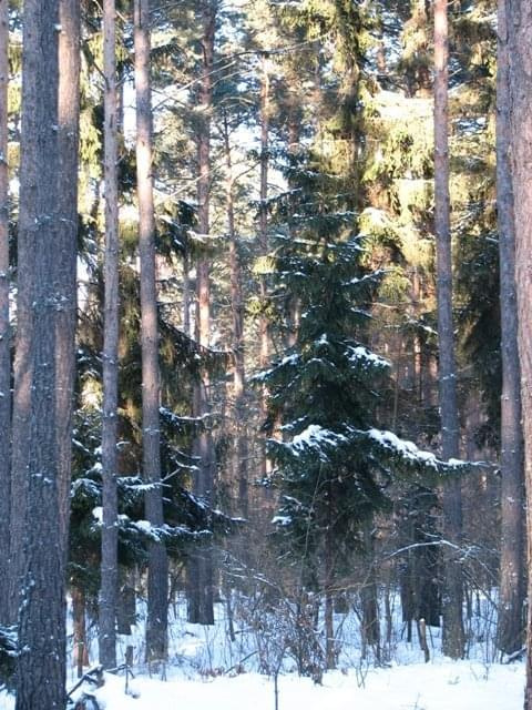 Puszcza Piska zimą #Mazury #Pisz #PuszczaPiska #zima