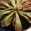 Drosera coccicaulis