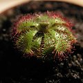 Drosera admirabilis