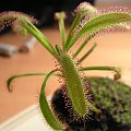 Drosera capensis 'broad leaf'.Ma szersze liście niż zwykła capensis.