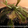 Drosera dielsiana