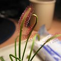 Drosera capensis, młody liść.