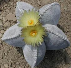 Astrofytum (Astrophytum myriostigma)