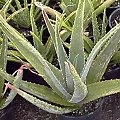 Aloes (Aloe)