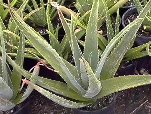 Aloes (Aloe)