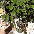 Drzewo fasolowe (Castanospermum)