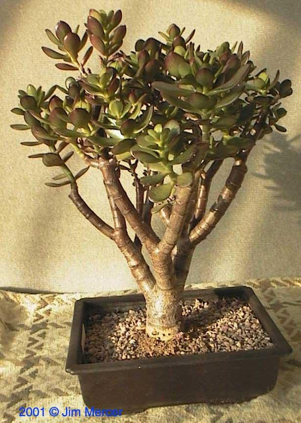 Grubosz “drzewko szczęścia” (Crassula)