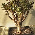 Grubosz “drzewko szczęścia” (Crassula)