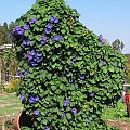 Wilec (Ipomoea)