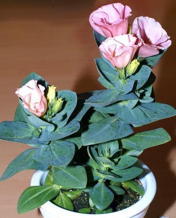 Eustoma grandiflorum (dawniej russelianum)