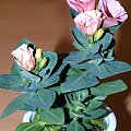 Eustoma grandiflorum (dawniej russelianum)