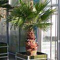 Waszyngtonia (Washingtonia)