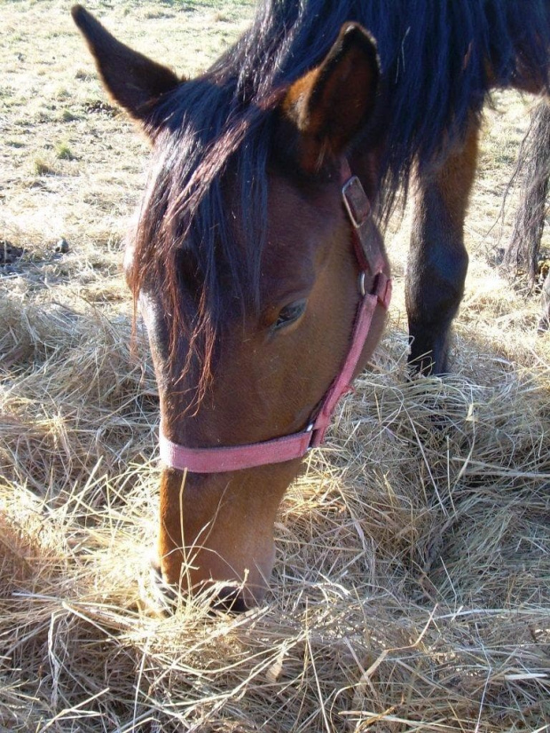 Fabia uwielbia dobrze zjeść:))) #koń #konie