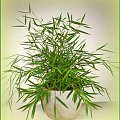 Pogonaterum (Pogonaterum)
