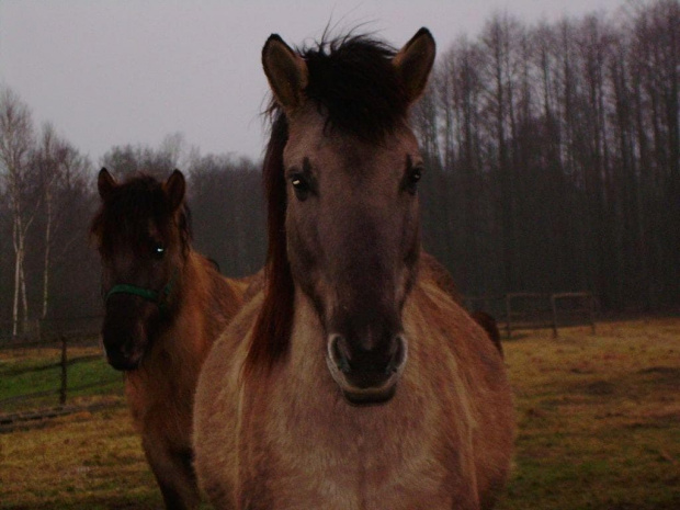 Nikar nocą wygląda poprostu pięknie:))) #koń #konie