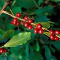 Kawa (Coffea)
