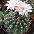 Gymnokalicjum 2 (Gymnocalycium)