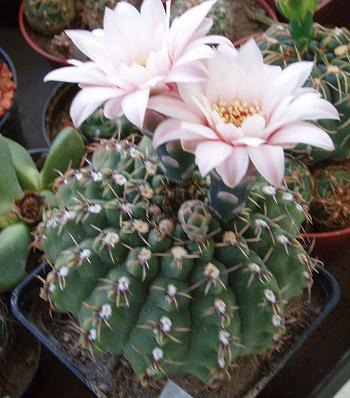 Gymnokalicjum 2 (Gymnocalycium)