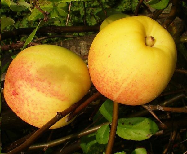 Fruits of Ch. lagrnaria