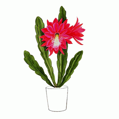 Epifilum (Epiphyllum)