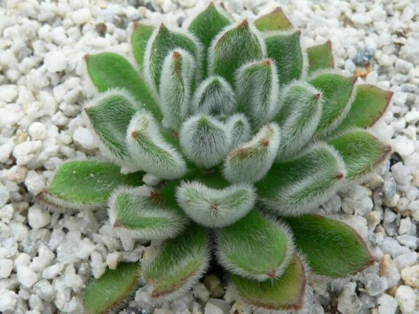 Eszeweria (Echeveria)