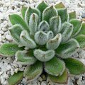 Eszeweria (Echeveria)
