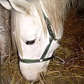 Helix ma piękną głowę:))) i o dziwo postawił uszy do zdjęcia:))) #koń #konie