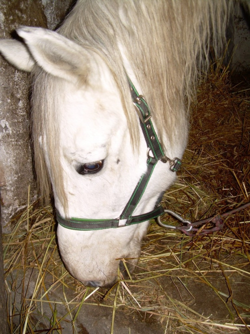 Helix ma piękną głowę:))) i o dziwo postawił uszy do zdjęcia:))) #koń #konie