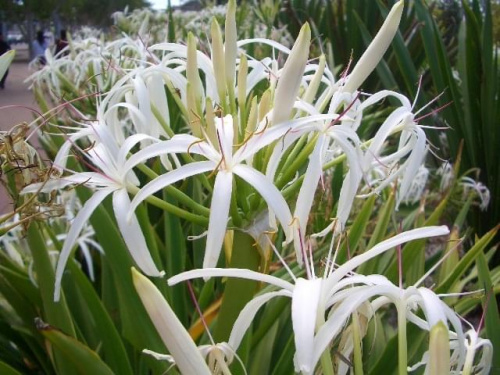 letnie rośliny w Australii #Flora