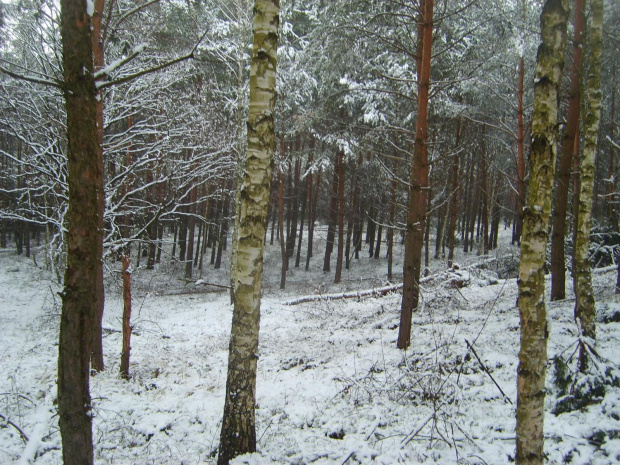 Zima w lesie