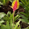 fryzea
