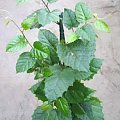 cissus antarktica 1