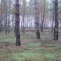 Przewrócone drzewo w lesie