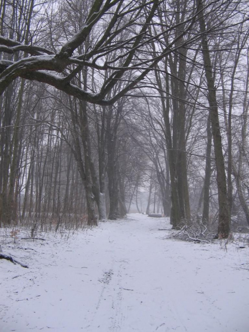 szczecinecki park zimą #ParkZimaJezioroŚnieg